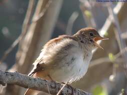 Image of nightingale, common nightingale