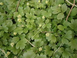 Image of adoxa