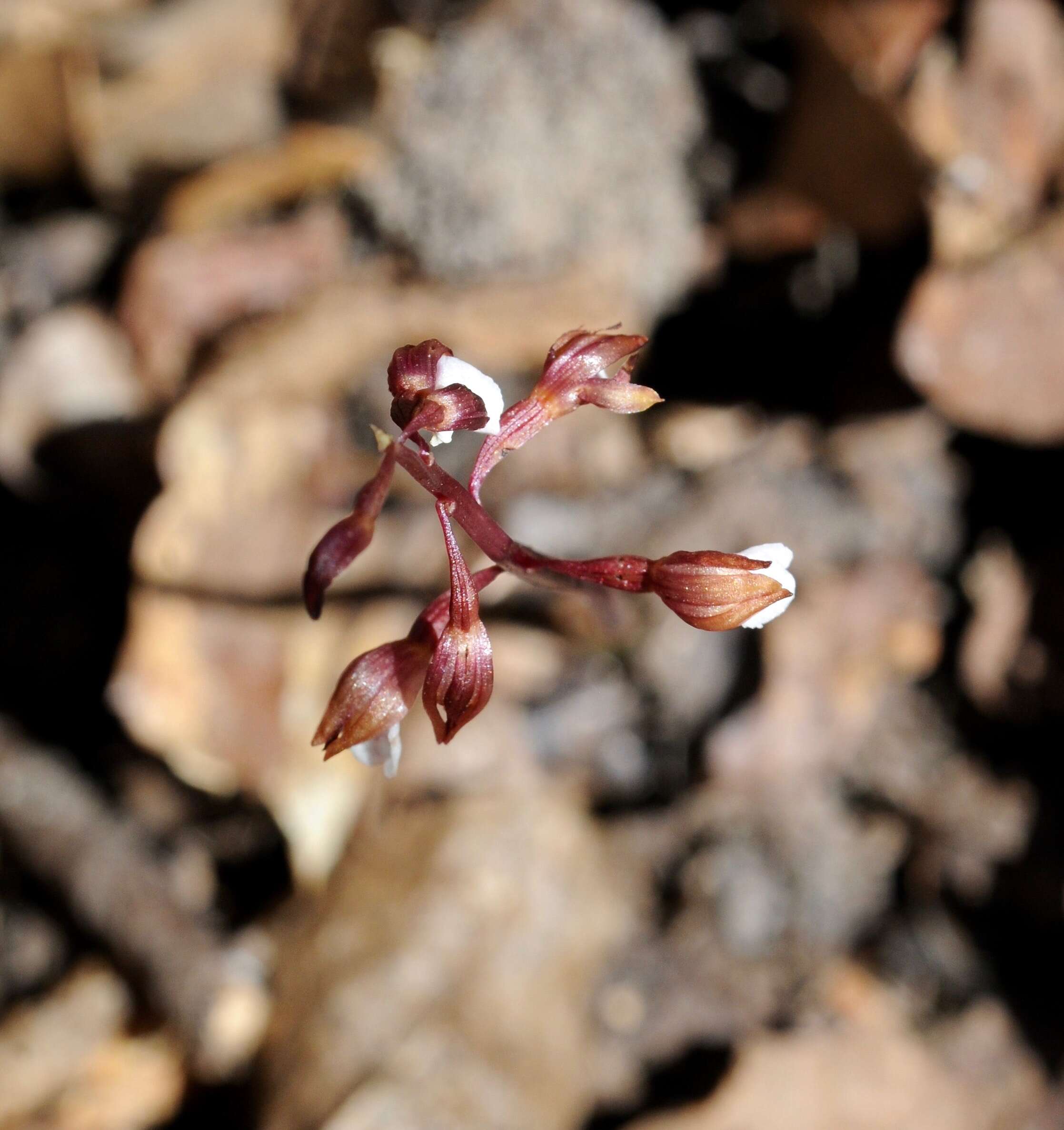 Image of Spring coralroot