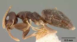 Image of Ant