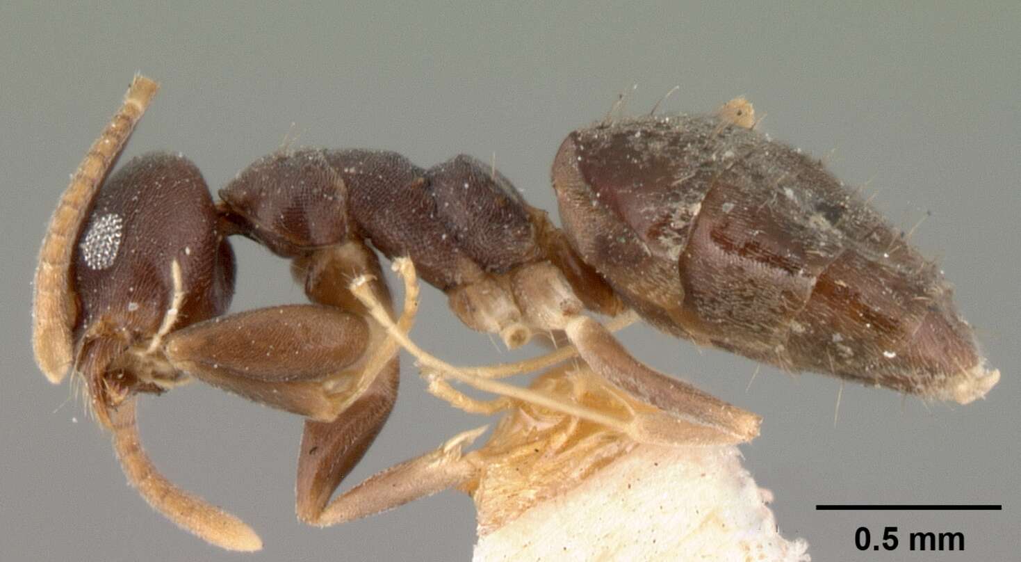 Image of Ant