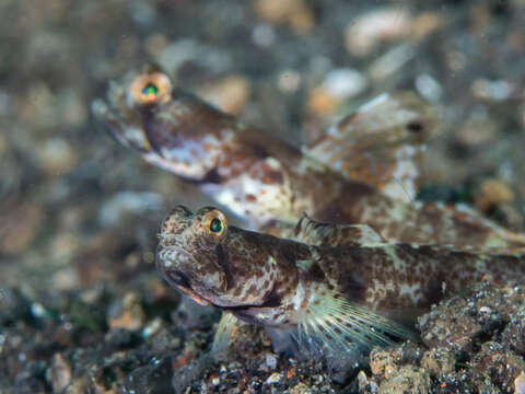 Image of Monster shrimpgoby