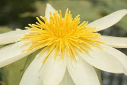 Image of Dotleaf waterlily