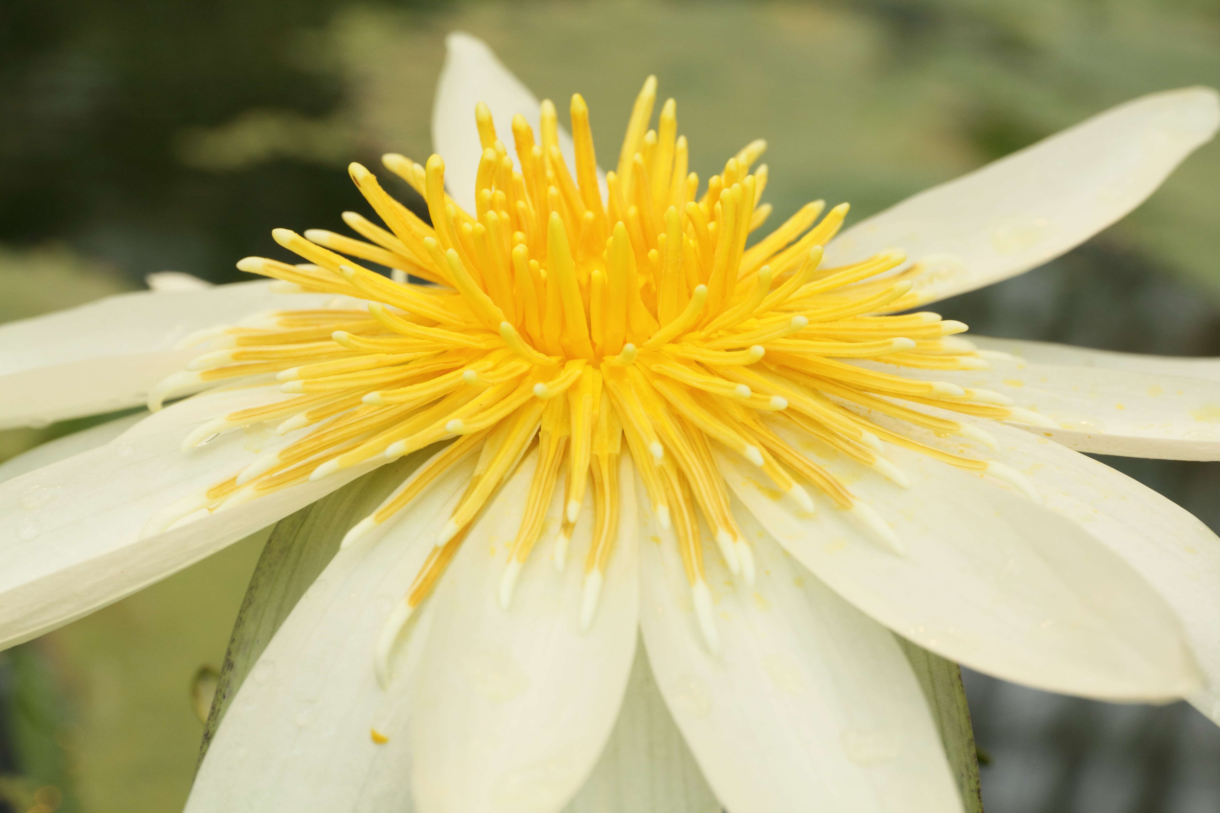 Image de Nymphaea ampla (Salisb.) DC.