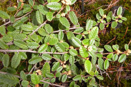 Image of Pomaderris prunifolia var. edgerleyi (Hook. fil.) L. B. Moore