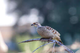 Image of Gray Francolin