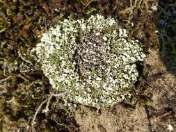 Image of Cladonia foliacea (Huds.) Willd.