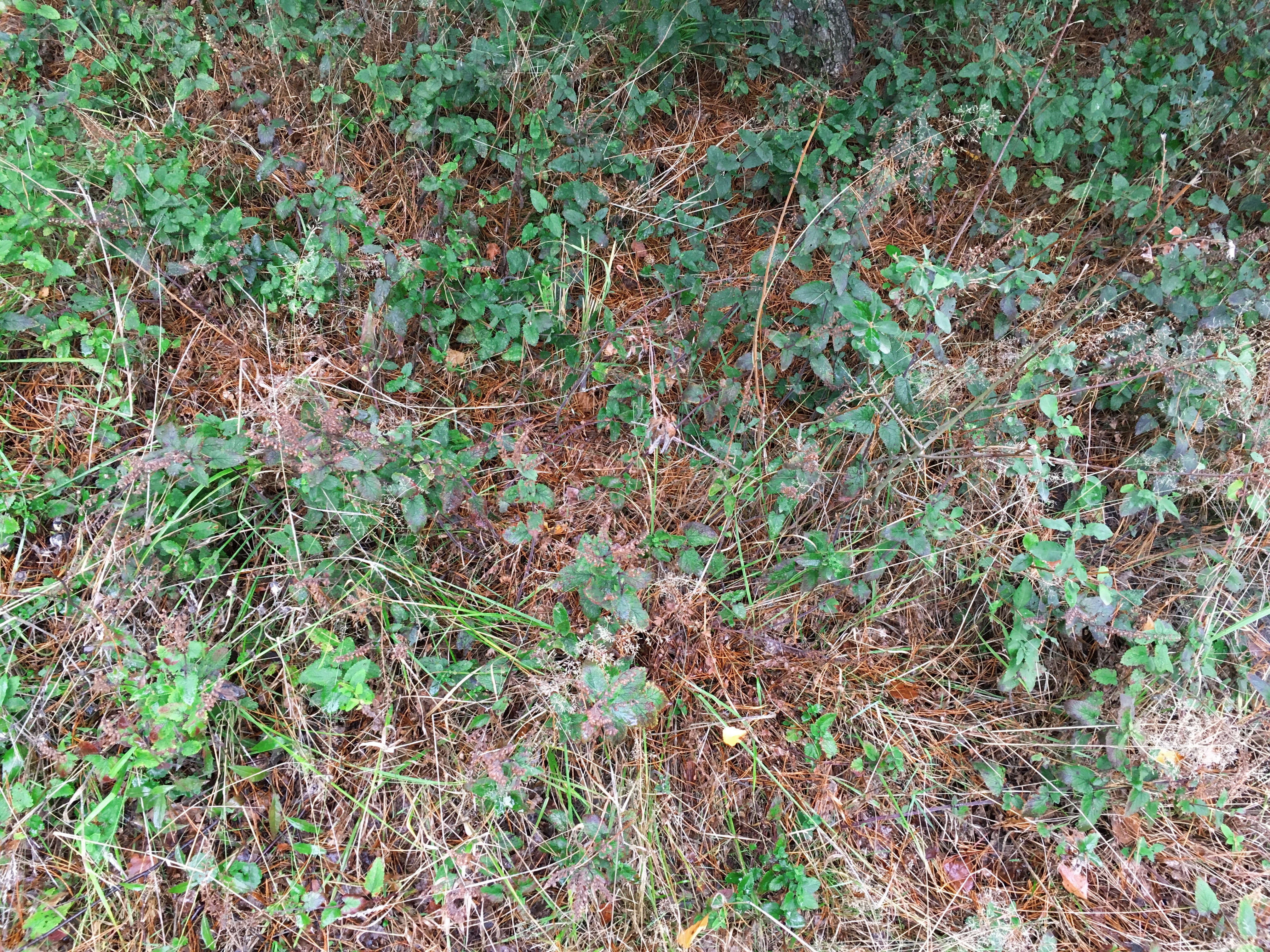 Слика од Teucrium scorodonia L.