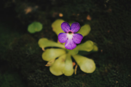 Image of <i>Pinguicula cyclosecta</i>
