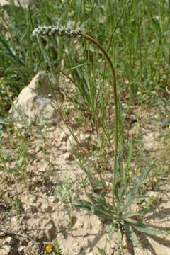 Plantago albicans L. resmi