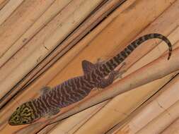 Image of Standing's Day Gecko