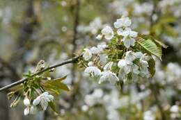 Image of gean, wild cherry