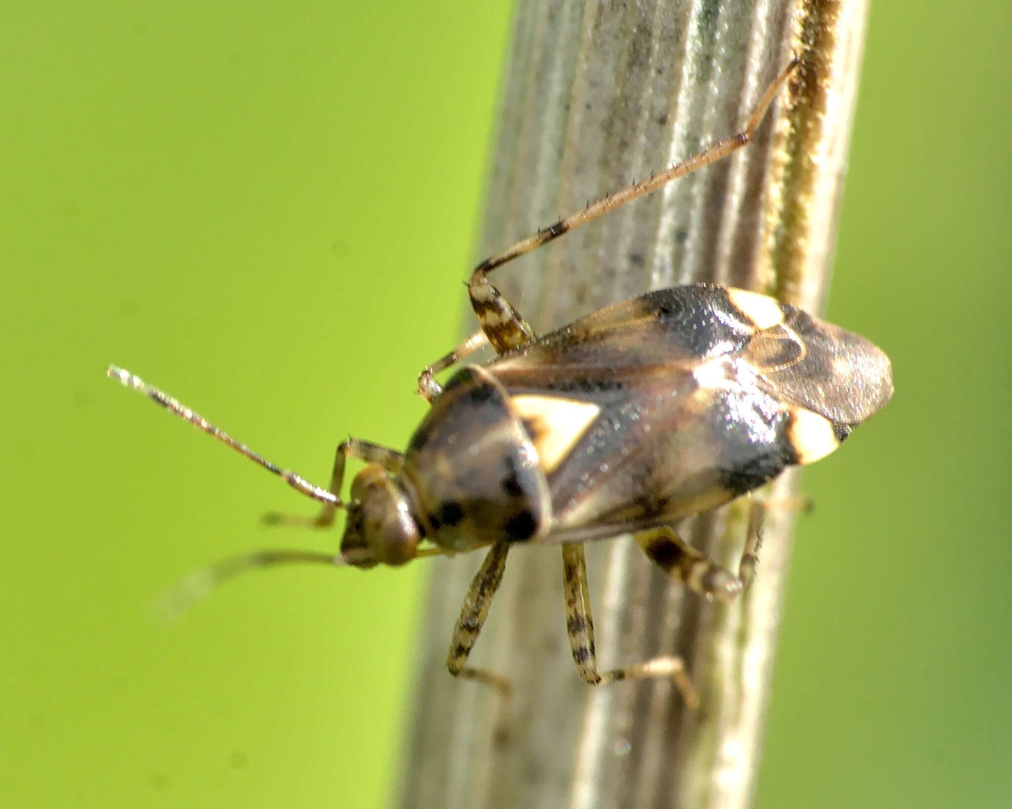 Image of Liocoris