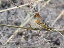 Image of Fire-fronted Serin