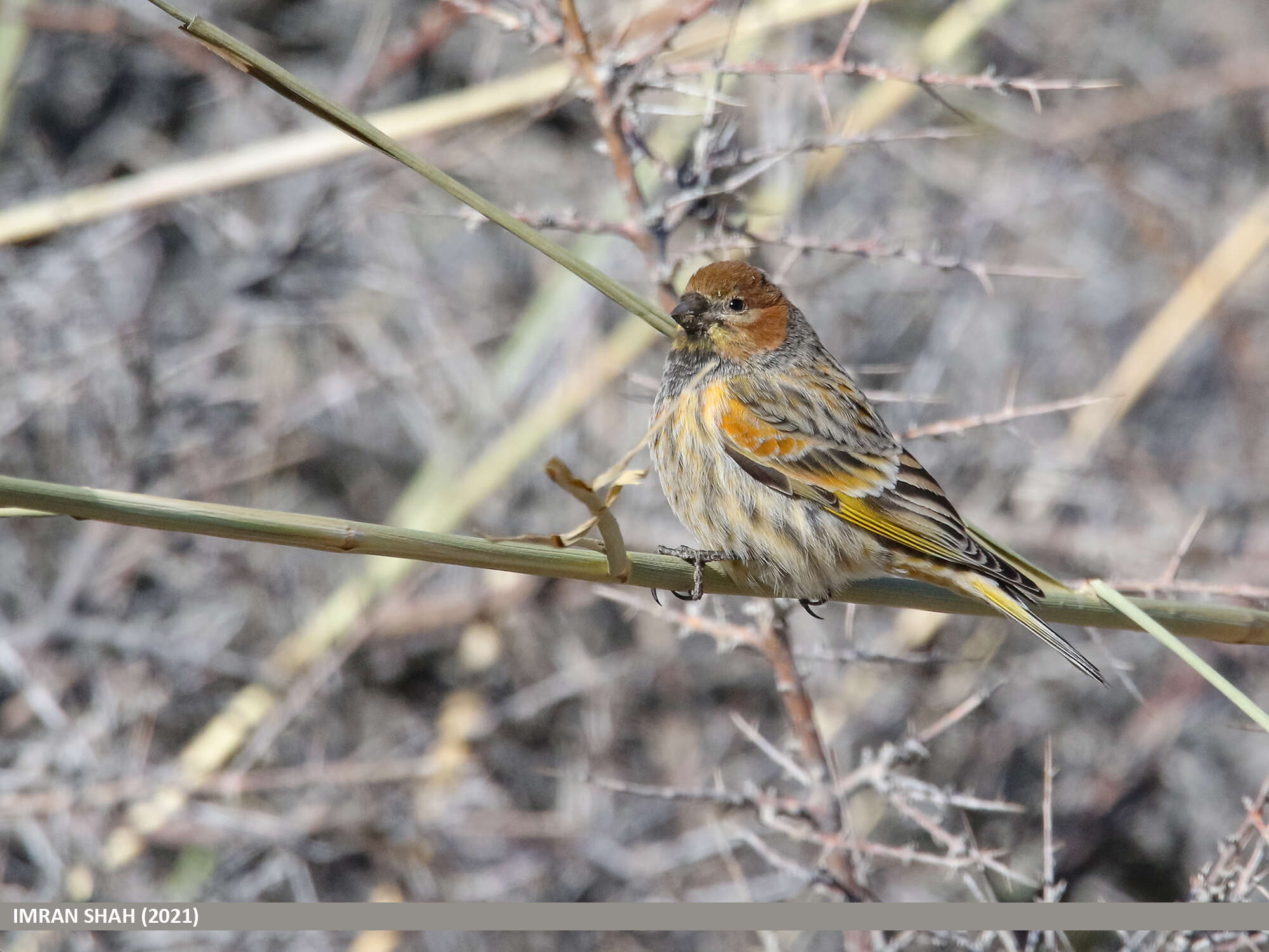 Image of Fire-fronted Serin