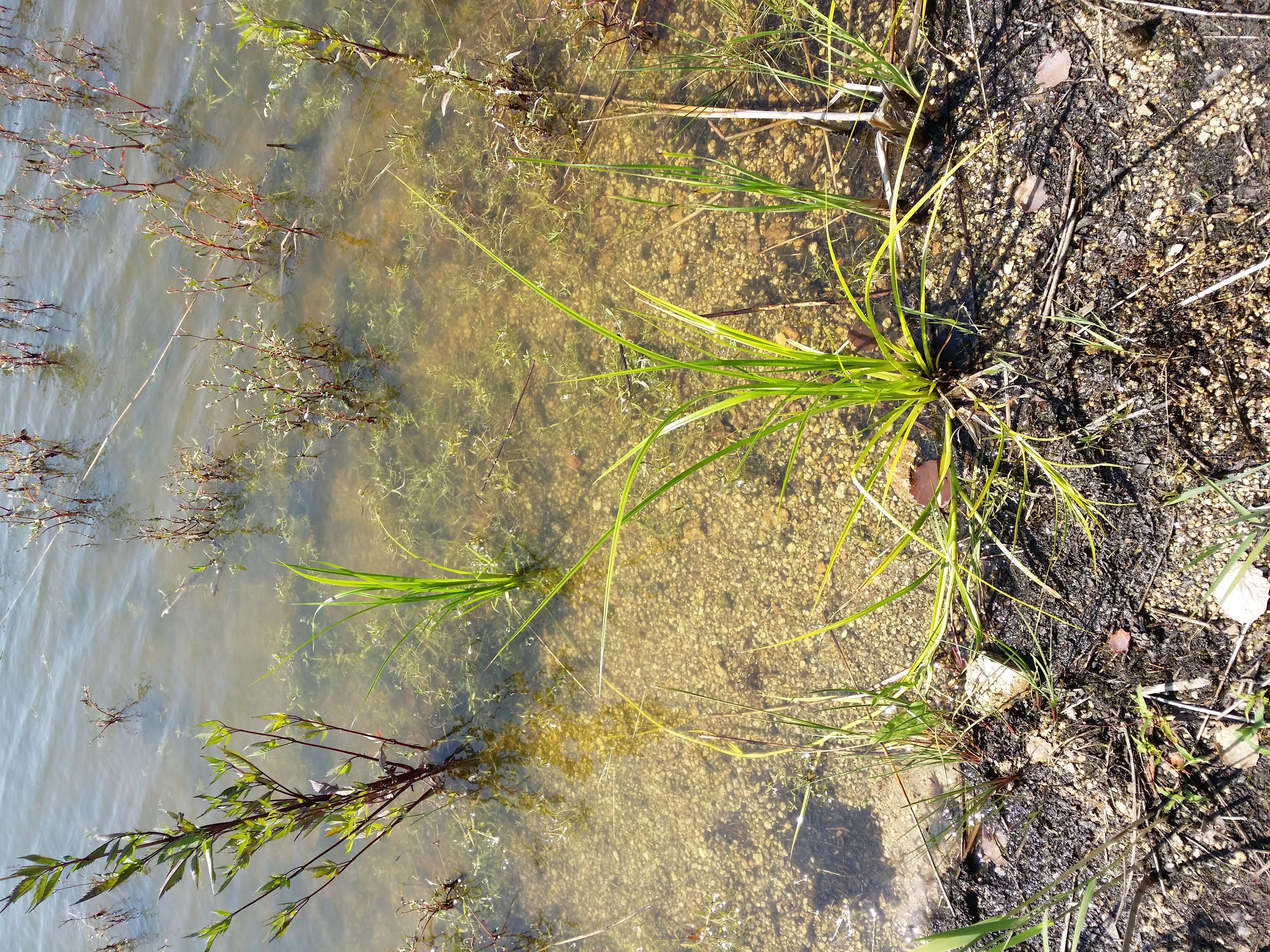 Image of Scirpus radicans Schkuhr