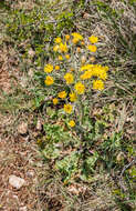 Plancia ëd Crepis vesicaria subsp. taraxacifolia (Thuill.) Thell.