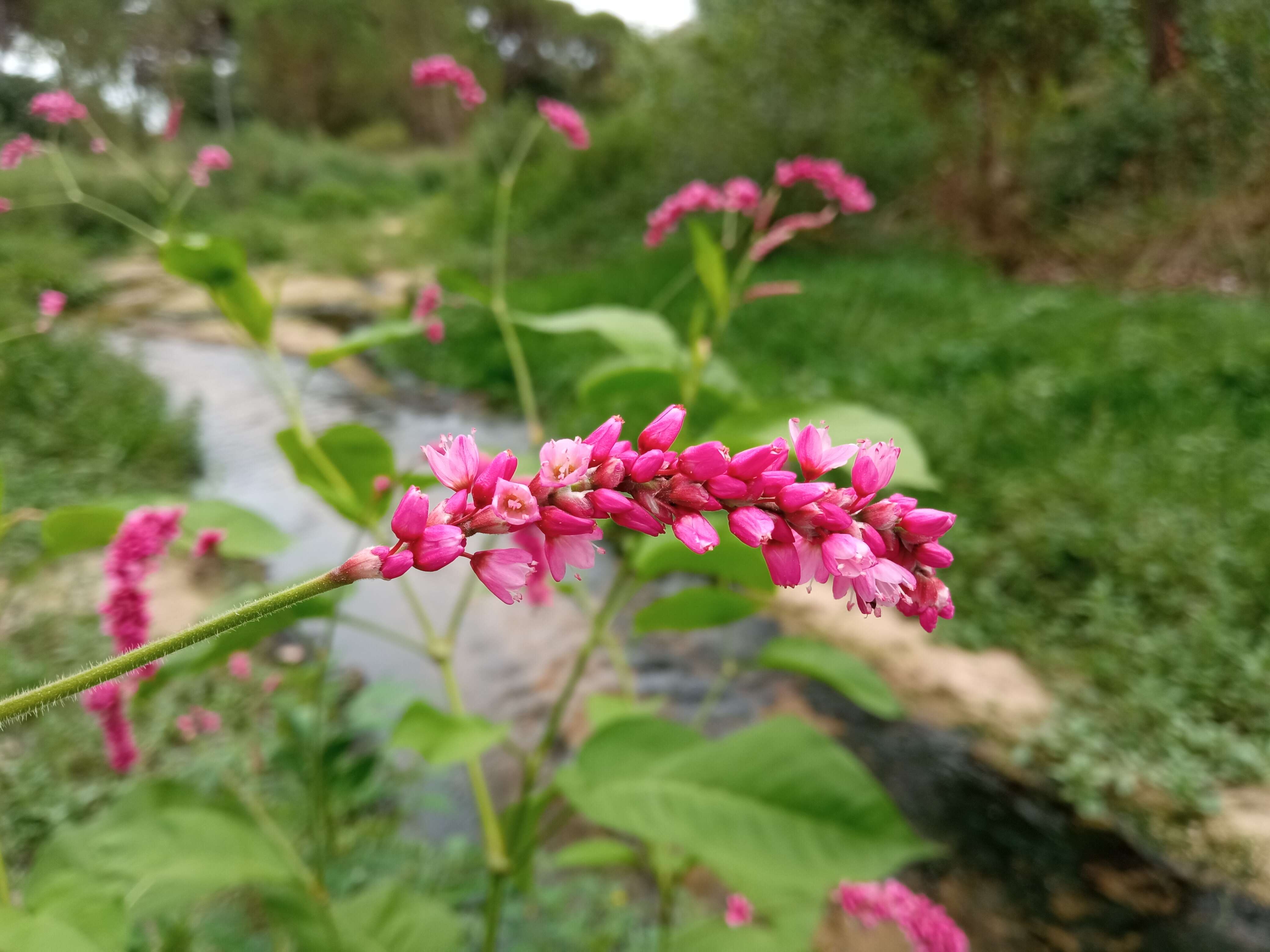 Persicaria orientalis (L.) Spach resmi