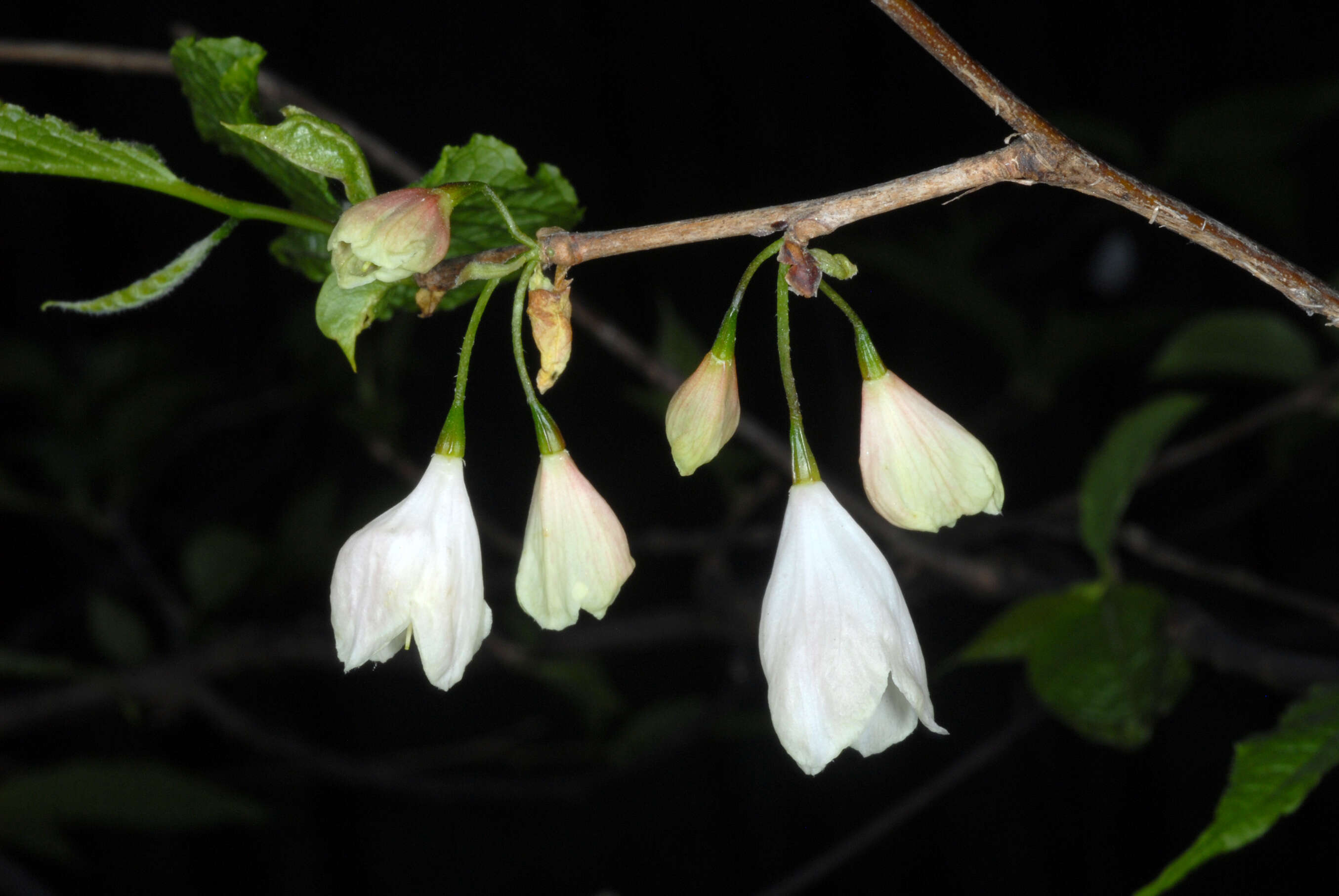 Image of mountain silverbell