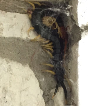 Image of Chinese red-headed centipede