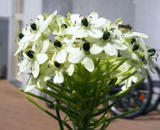 Image of Ornithogalum saundersiae Baker