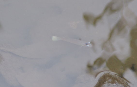 Image of Northern four-eye