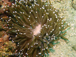 Image of Mushroom coral