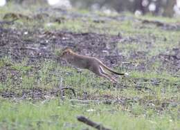 Image of Eastern Bettong