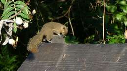 Image of Plantain Squirrel