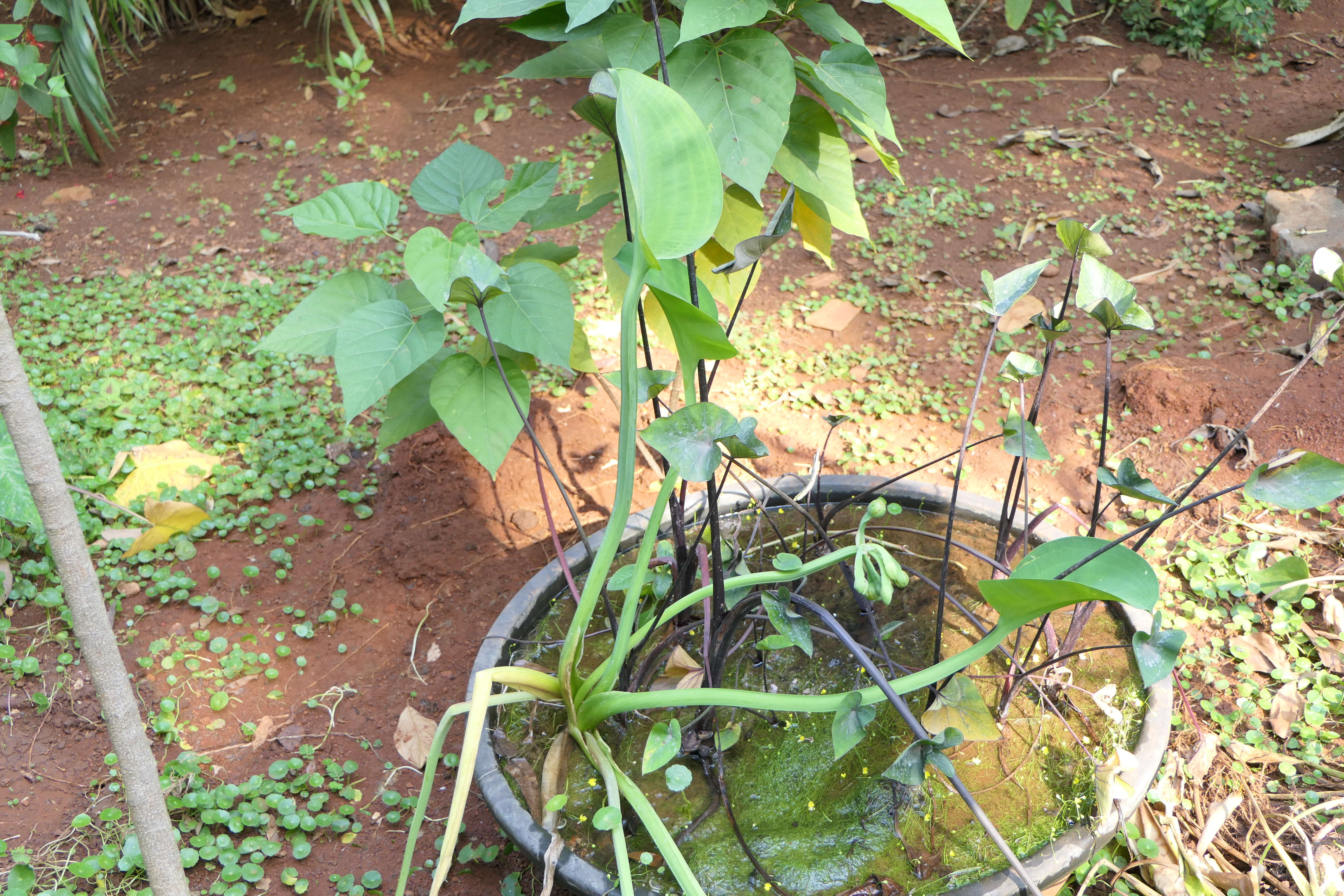 Image of velvetleaf