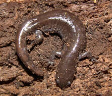 Image of Smallmouth Salamander