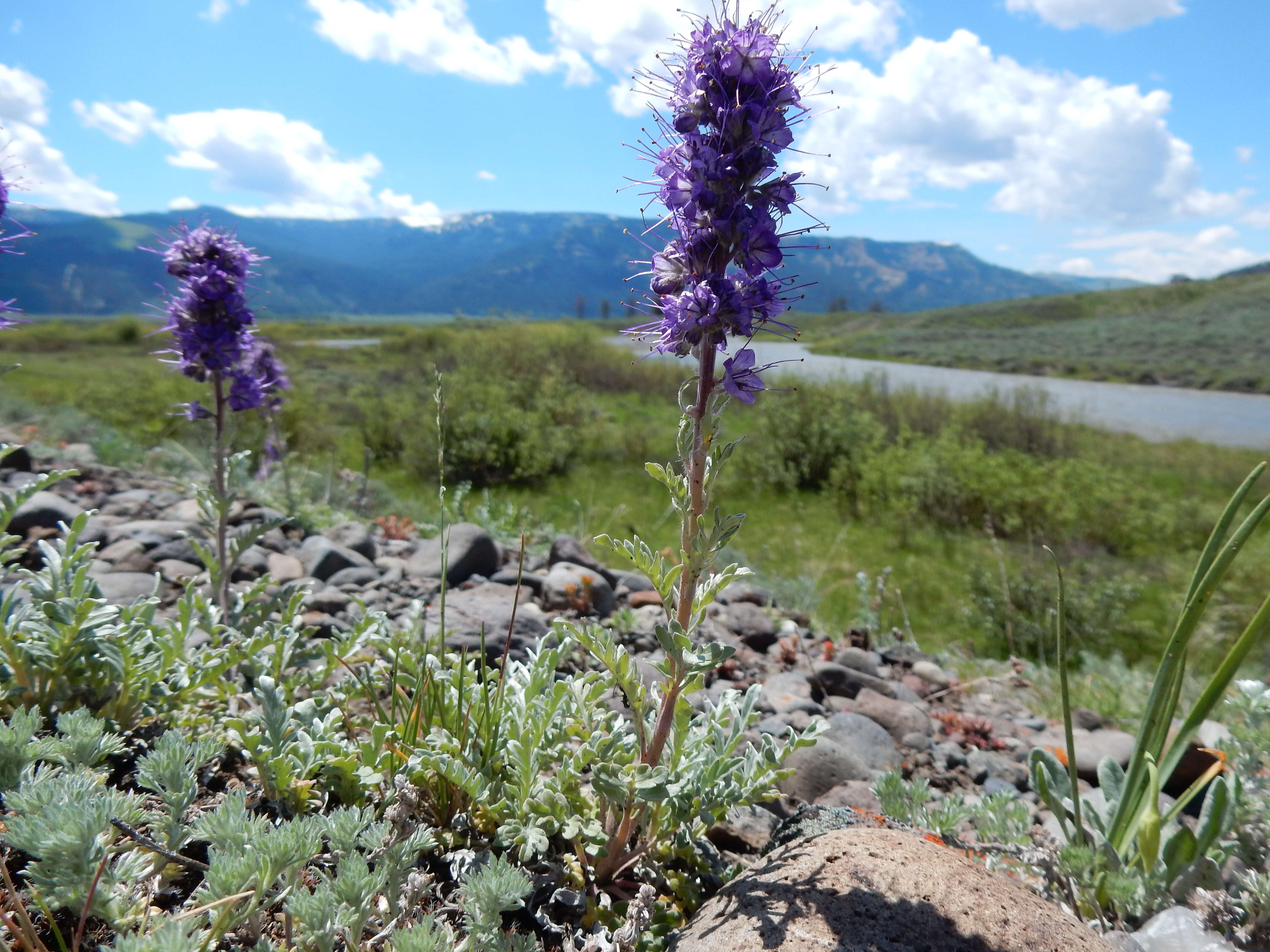 Image of silky phacelia