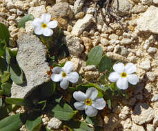 Image of Myosotis colensoi (Kirk) Macbr.