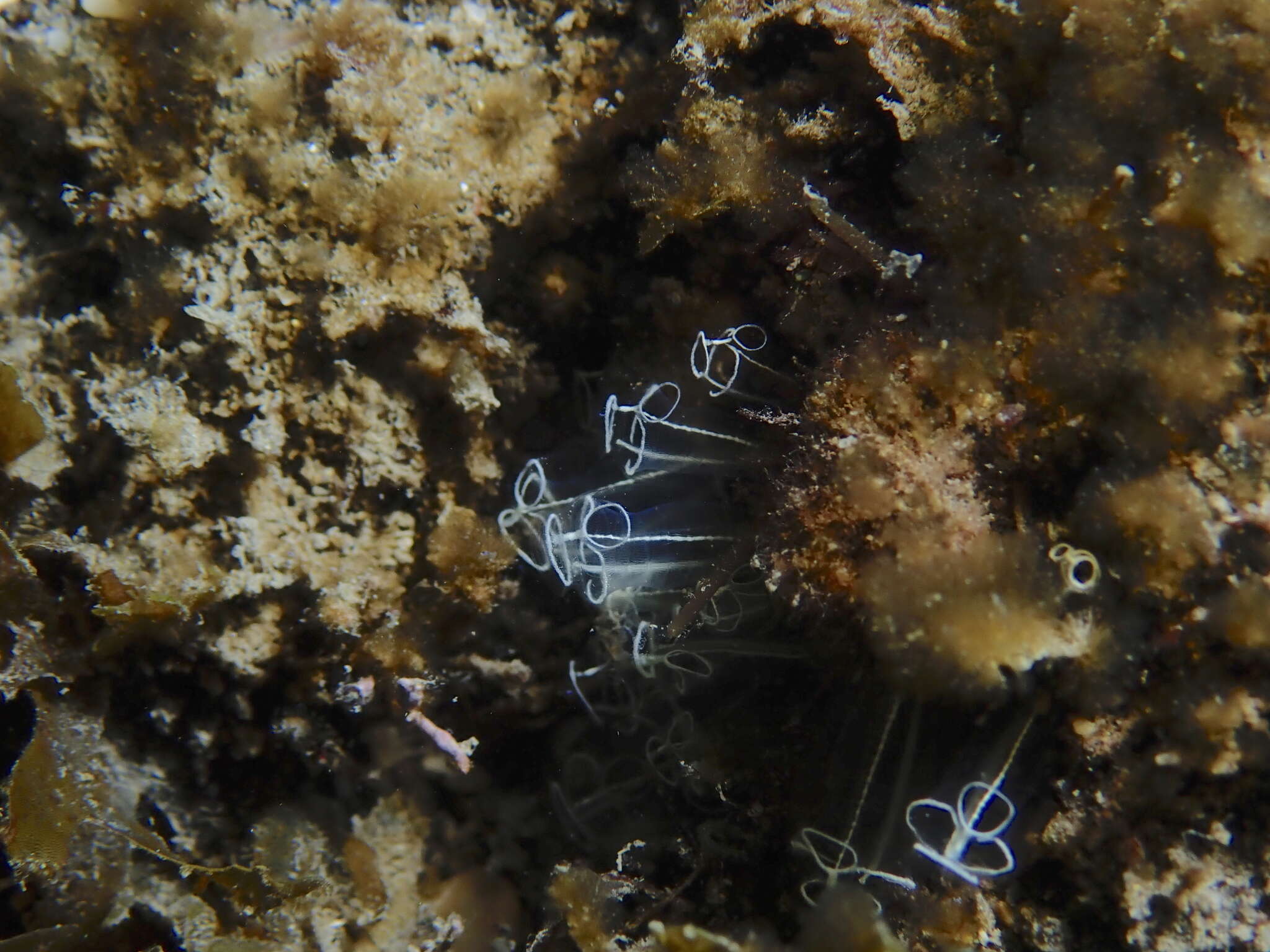Image of Light-bulb sea squirt