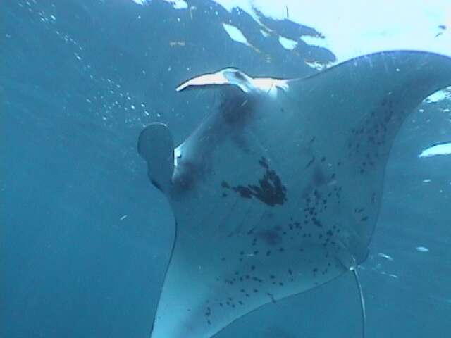 Image of Mobula ray