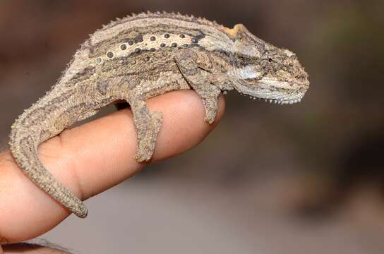 Image of Eastern Cape Dwarf Chameleon