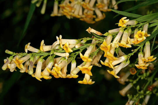 Слика од Freylinia lanceolata (L. fil.) G. Don