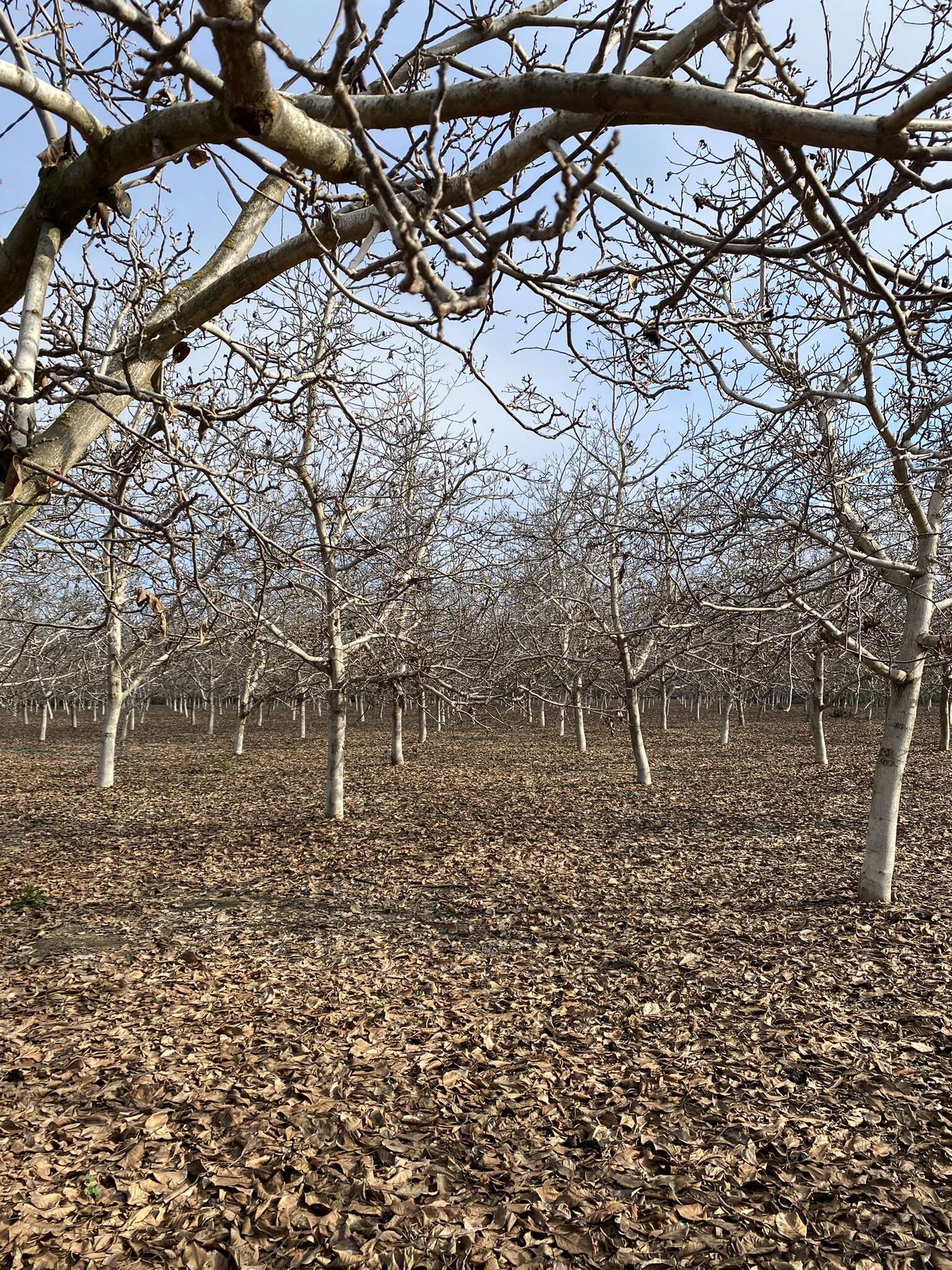 Image of Common walnut