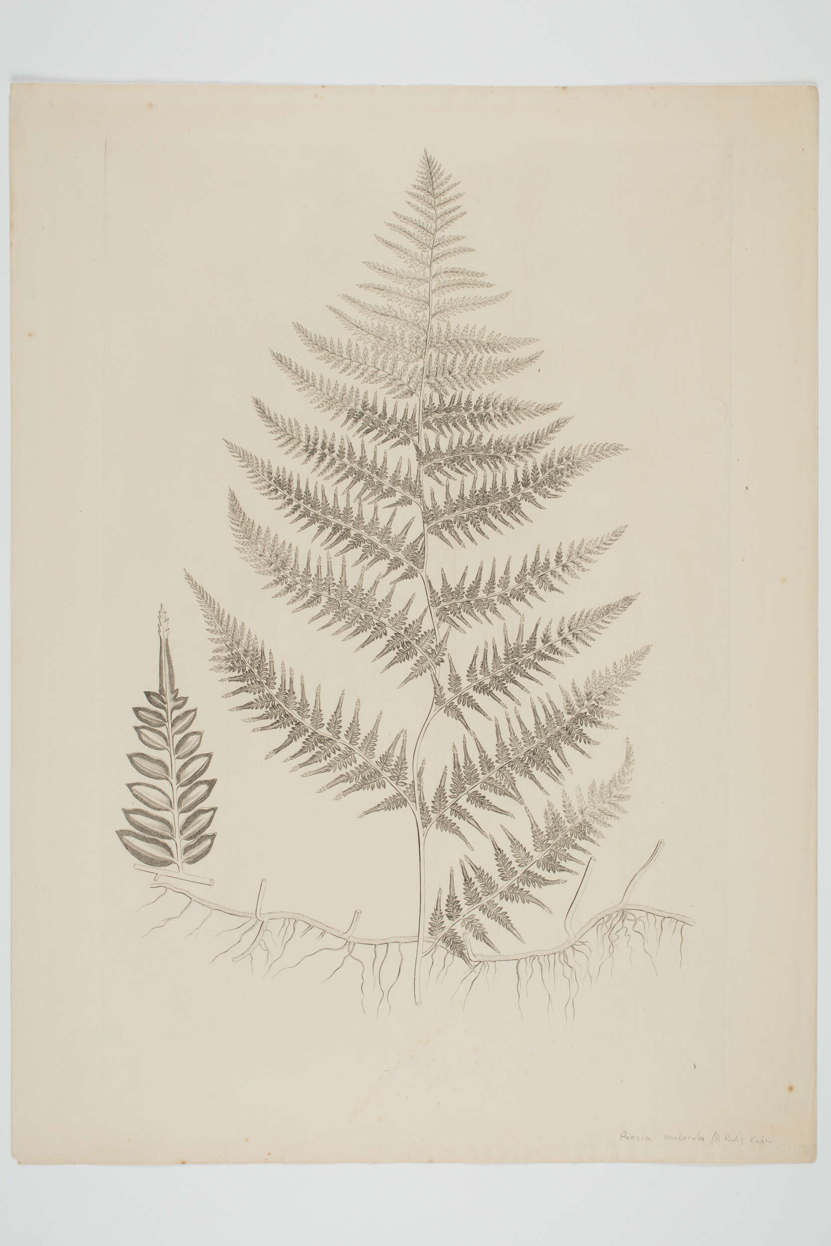 Image of Paesia scaberula (A. Rich.) Kuhn