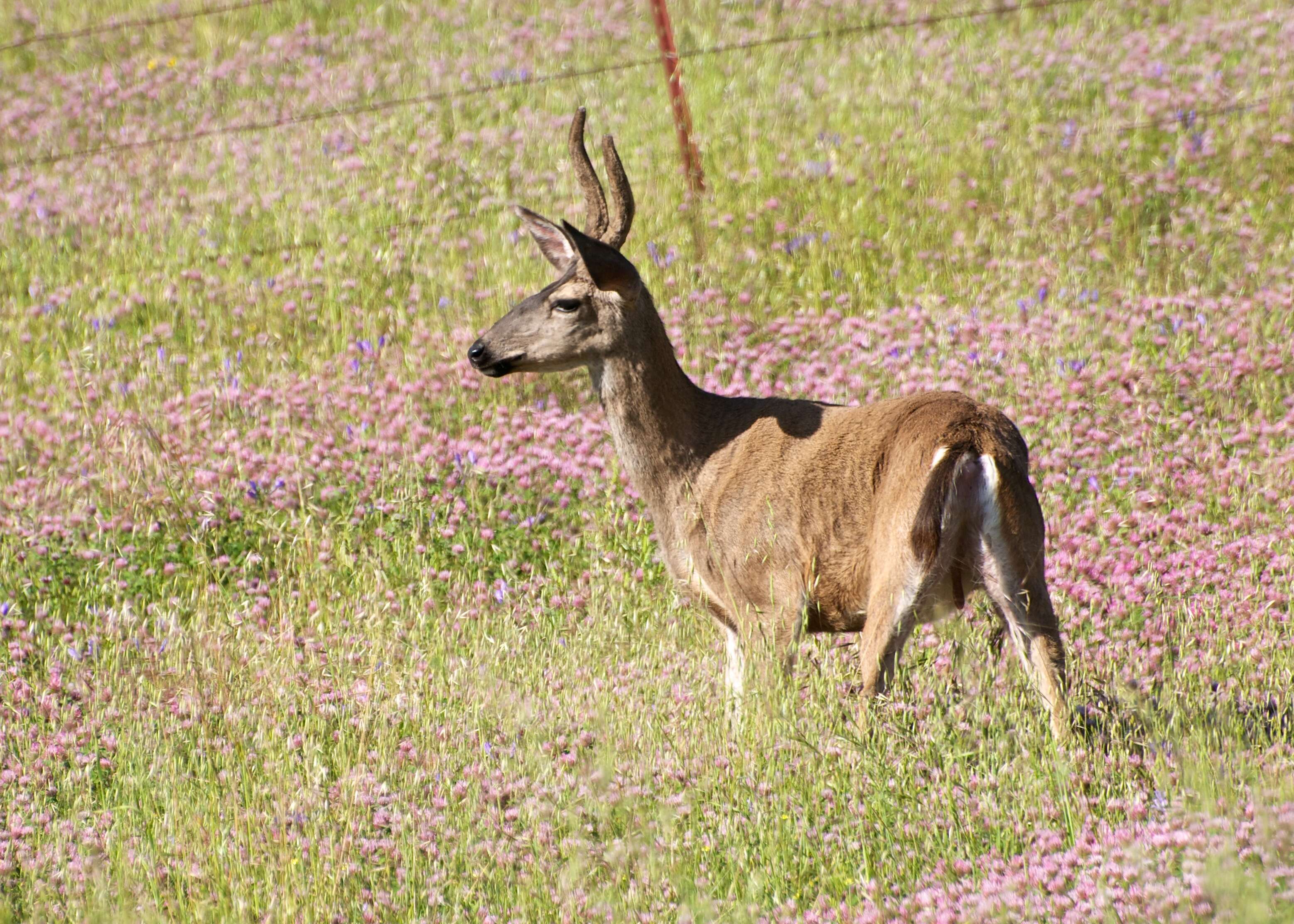 Plancia ëd Odocoileus hemionus columbianus (Richardson 1829)