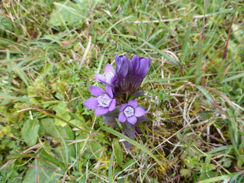 Image of chiltern gentian