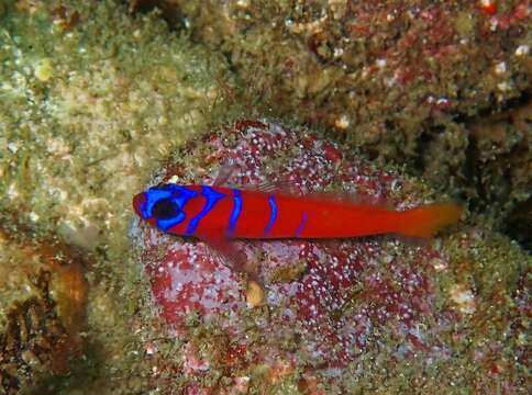 Image of Bluebanded goby