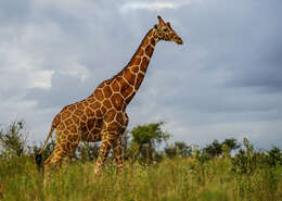 Image of reticulated giraffe