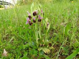 Image of Ophrys holosericea