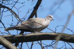 Image of Collared Dove