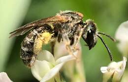 Image of Halictus confusus Smith 1853