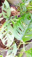 Image of Adanson's monstera