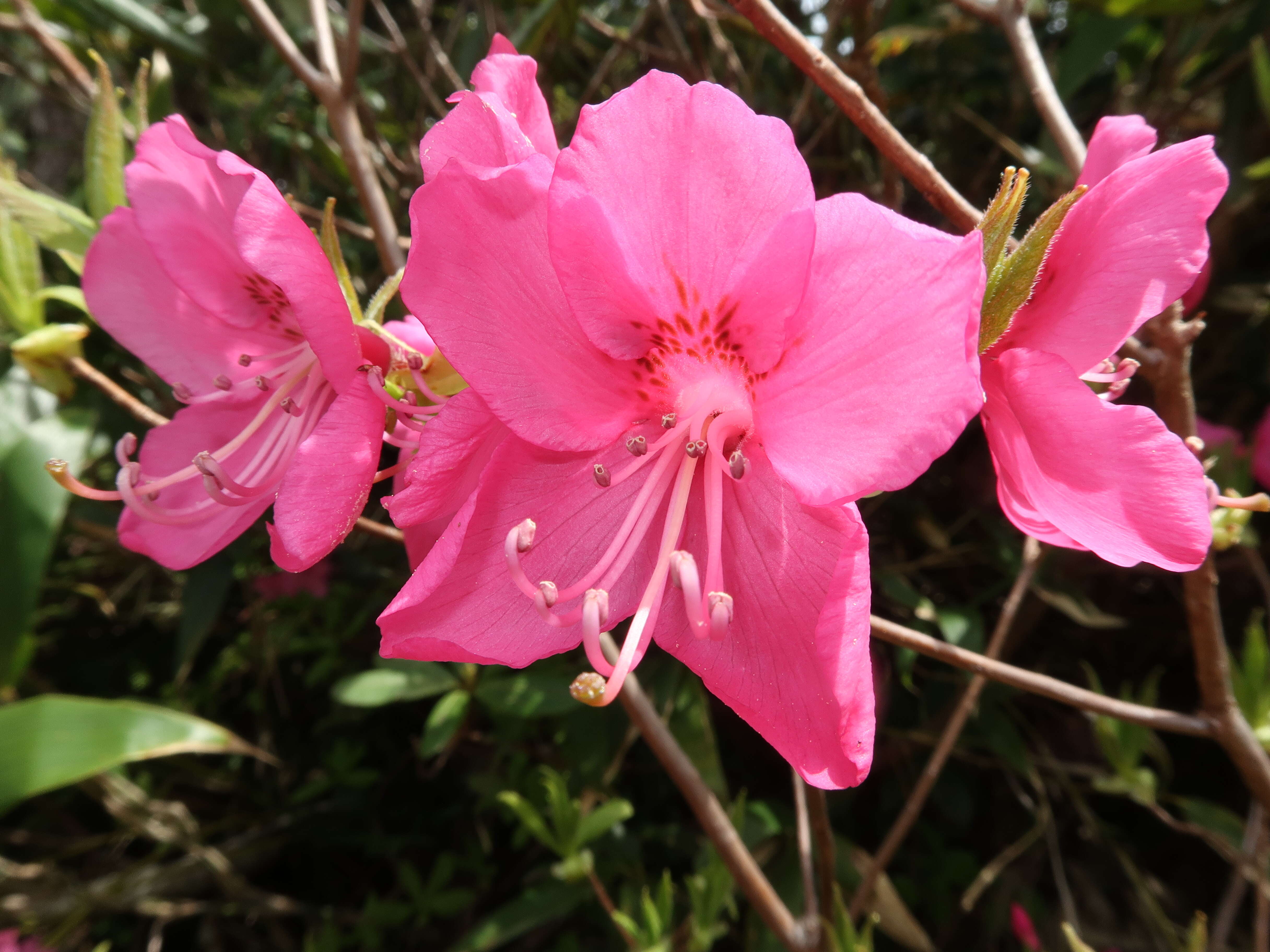 Image of Rhododendron albrechtii Maxim.