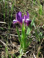 Plancia ëd Iris pumila L.