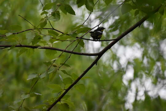 Image of Magnolia Warbler